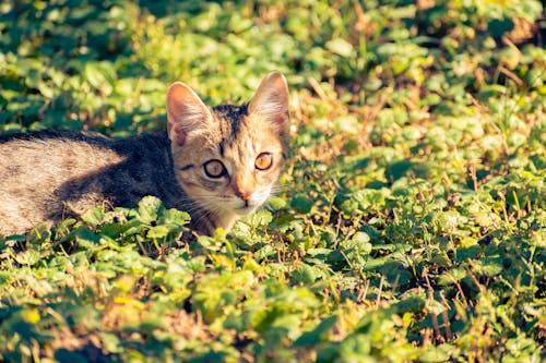 Close-Up Shot of a Kitten