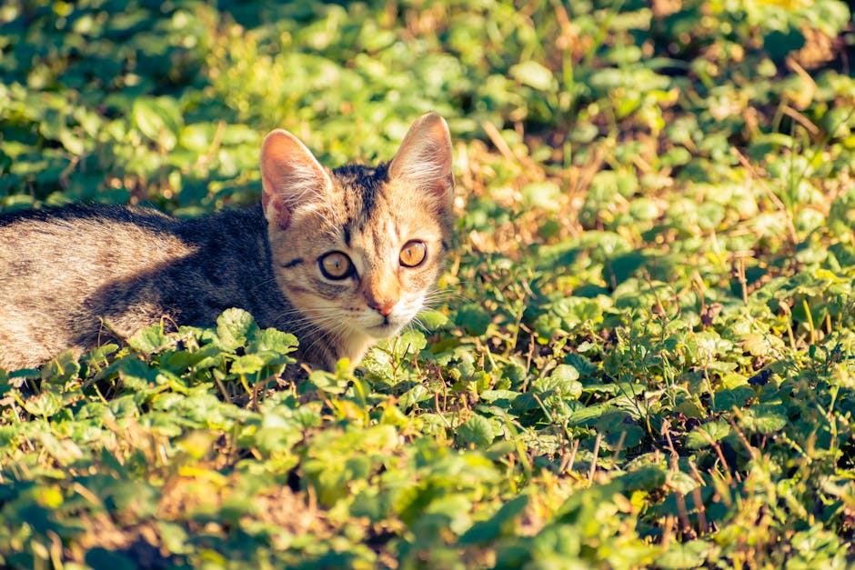 how cat purring works