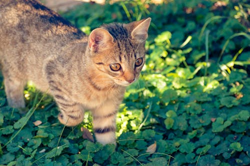 Close-Up Shot of a Tabby Cat