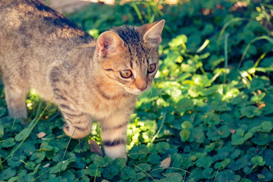 how know if your cat is pregnant