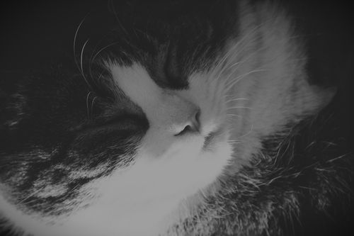 Free A peaceful black and white close-up of a sleeping cat with soft fur details. Stock Photo