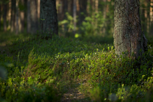 Tranquil forest view featuring lush greenery and sunlit tree trunks in natural setting.