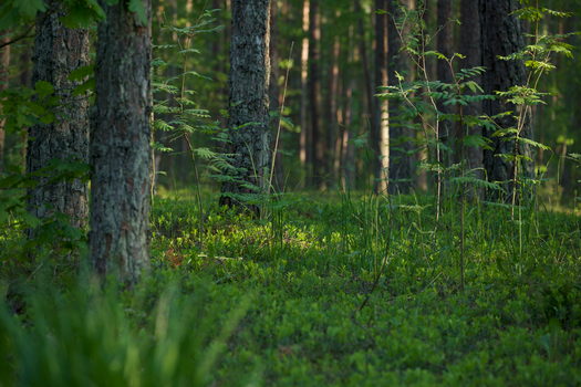 A serene forest scene with sunlight filtering through trees and vibrant greenery.