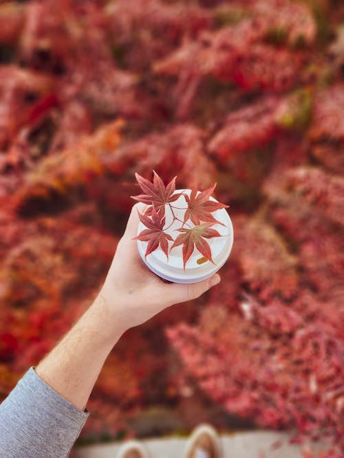 Person Holding a Cup with Red Maple Leaves