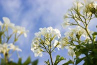 低角度视角下，白色花朵在清澈的蓝天下绽放