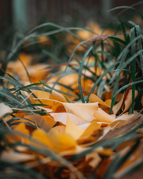 Close-up of Yellow Leaves Lying on Grass