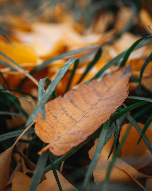Close-Up Photo of Brown Leaf on Grass