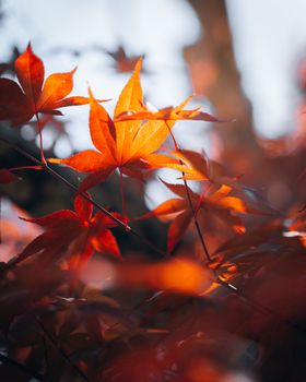 Close-up of bright autumn leaves with sunlight filtering through, showcasing rich fall colors.