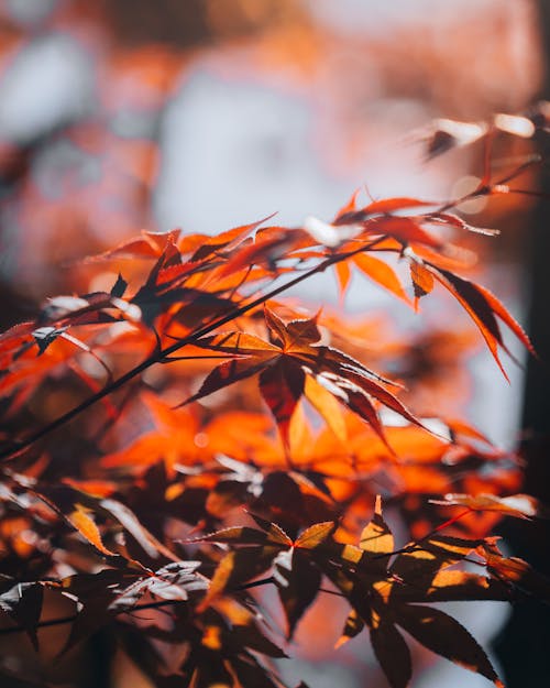 Free Maple Leaves Photo Stock Photo
