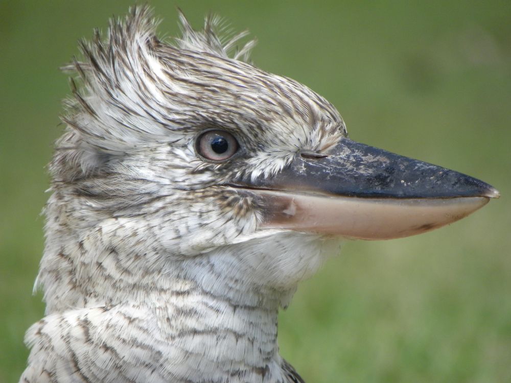 Close Up Shot Of A Kookaburra Free Stock Photo close-up-shot-of-a-kookaburra-free-stock-photo