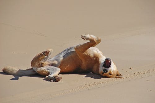 Free A Dog on the Sand  Stock Photo