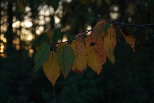 Free autumn time Stock Photo