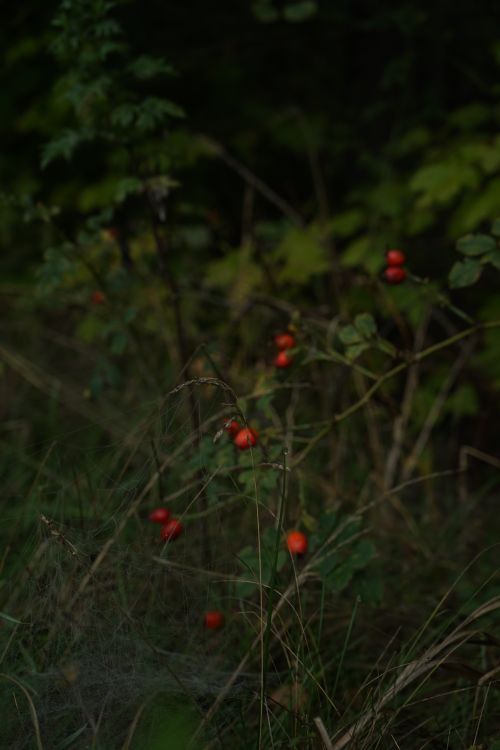 Free forest Stock Photo