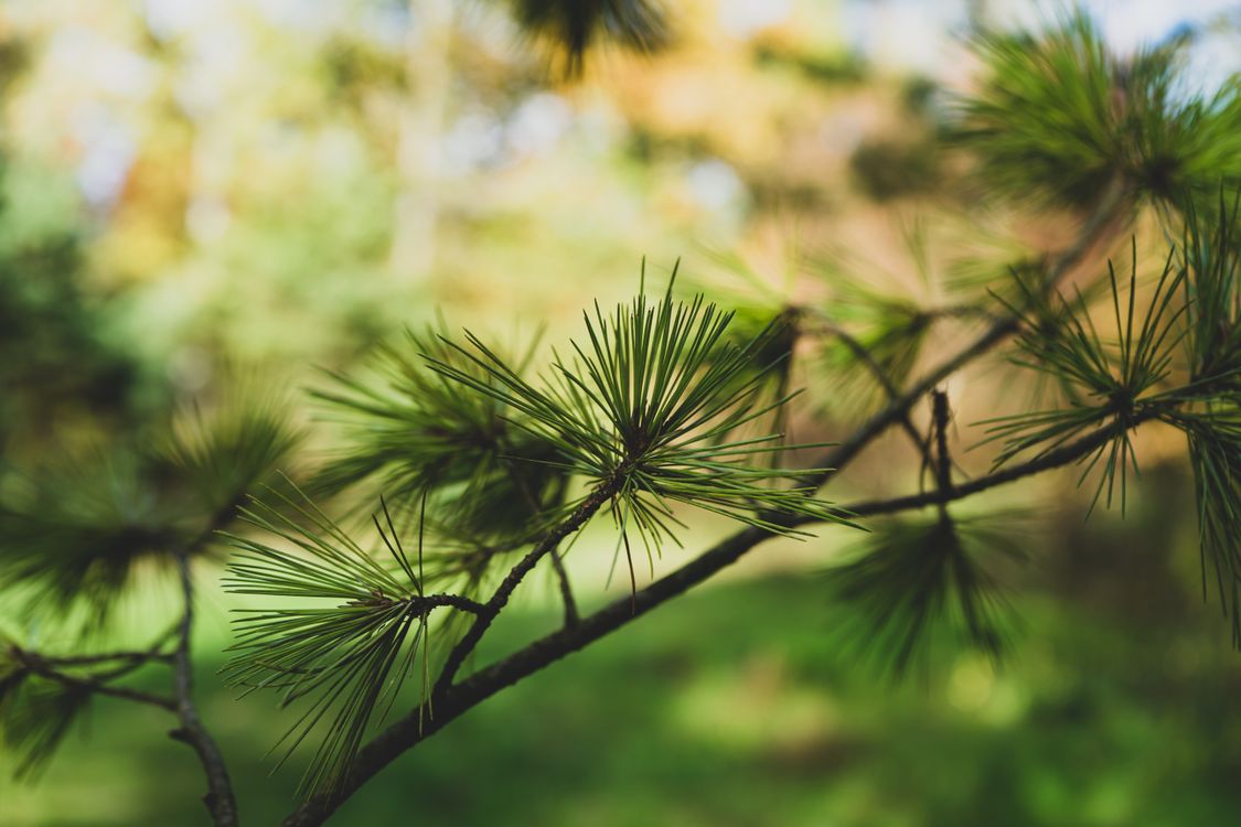 Close-up of a Tree Branch · Free Stock Photo