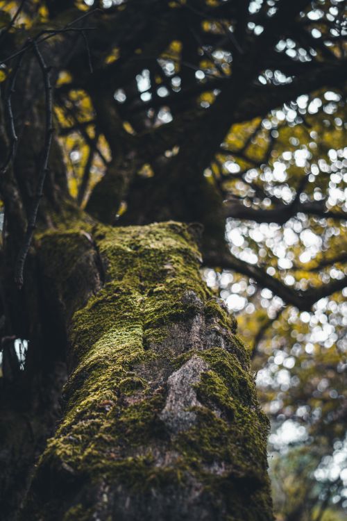 Free Upward view of a moss-covered tree trunk, highlighting natural textures in a forest. Stock Photo