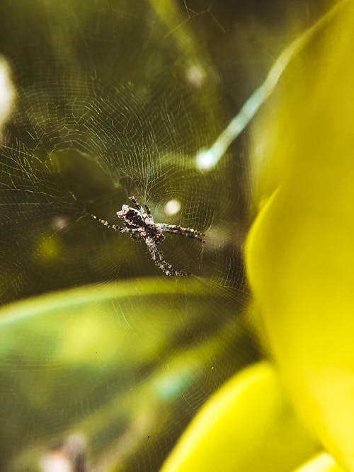 Close-up of Spider On a Web