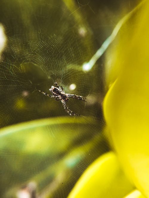 Free Detailed macro shot of a spider on its web amidst vibrant greens in Port Harcourt, Nigeria. Stock Photo