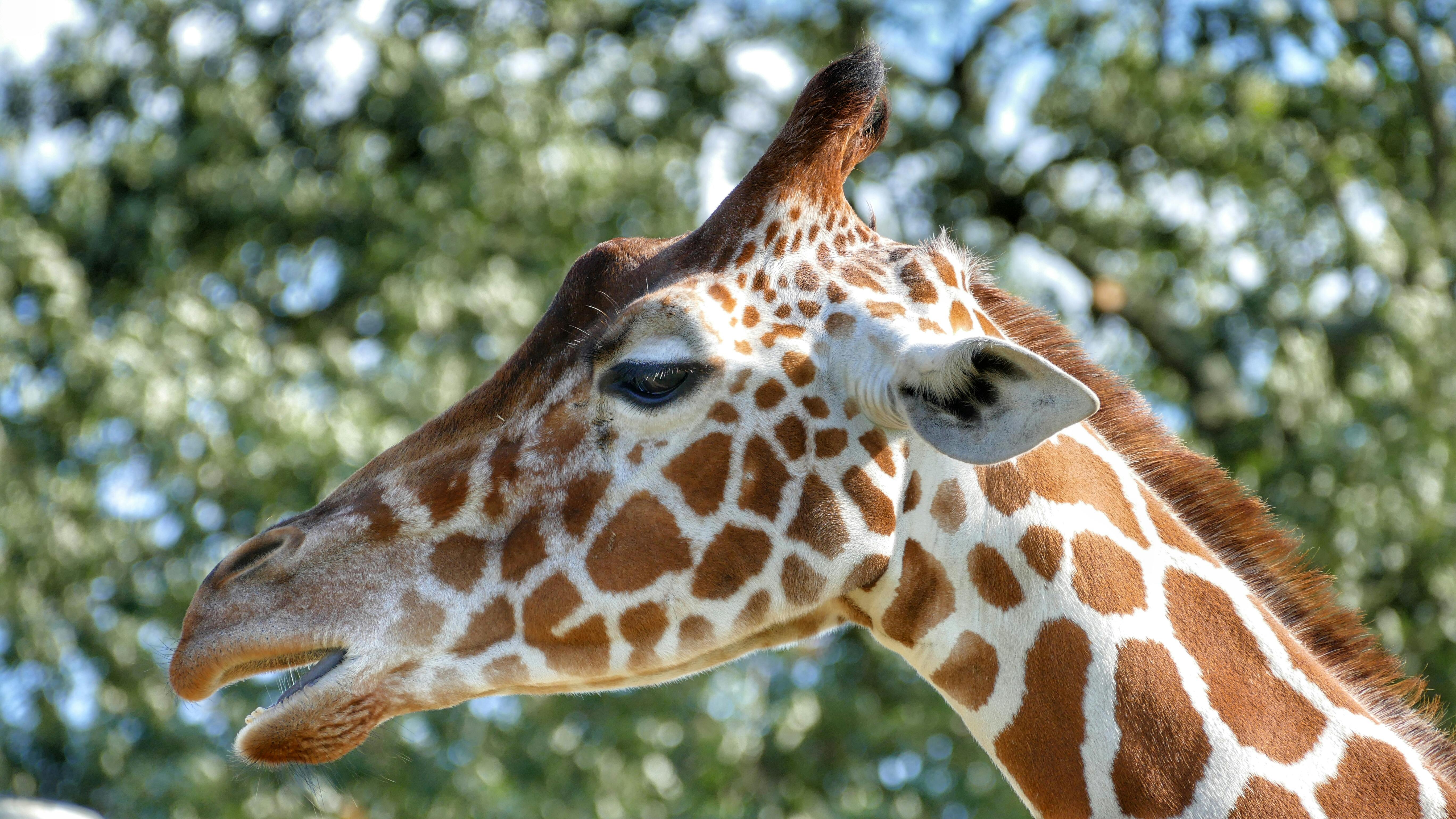 Free stock photo of animal, giraffe, head