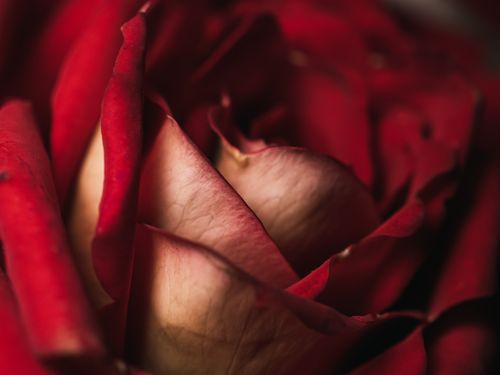 Free Stunning close-up of a blooming red rose, capturing intricate petal details. Stock Photo