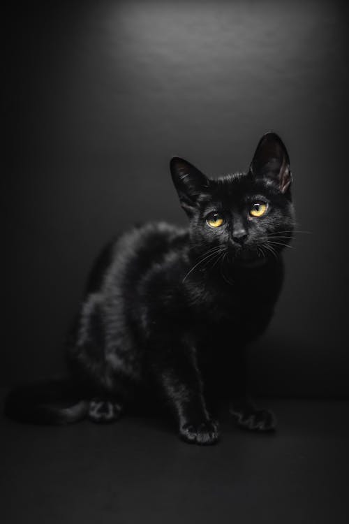 Close-Up Shot of a Black Cat 