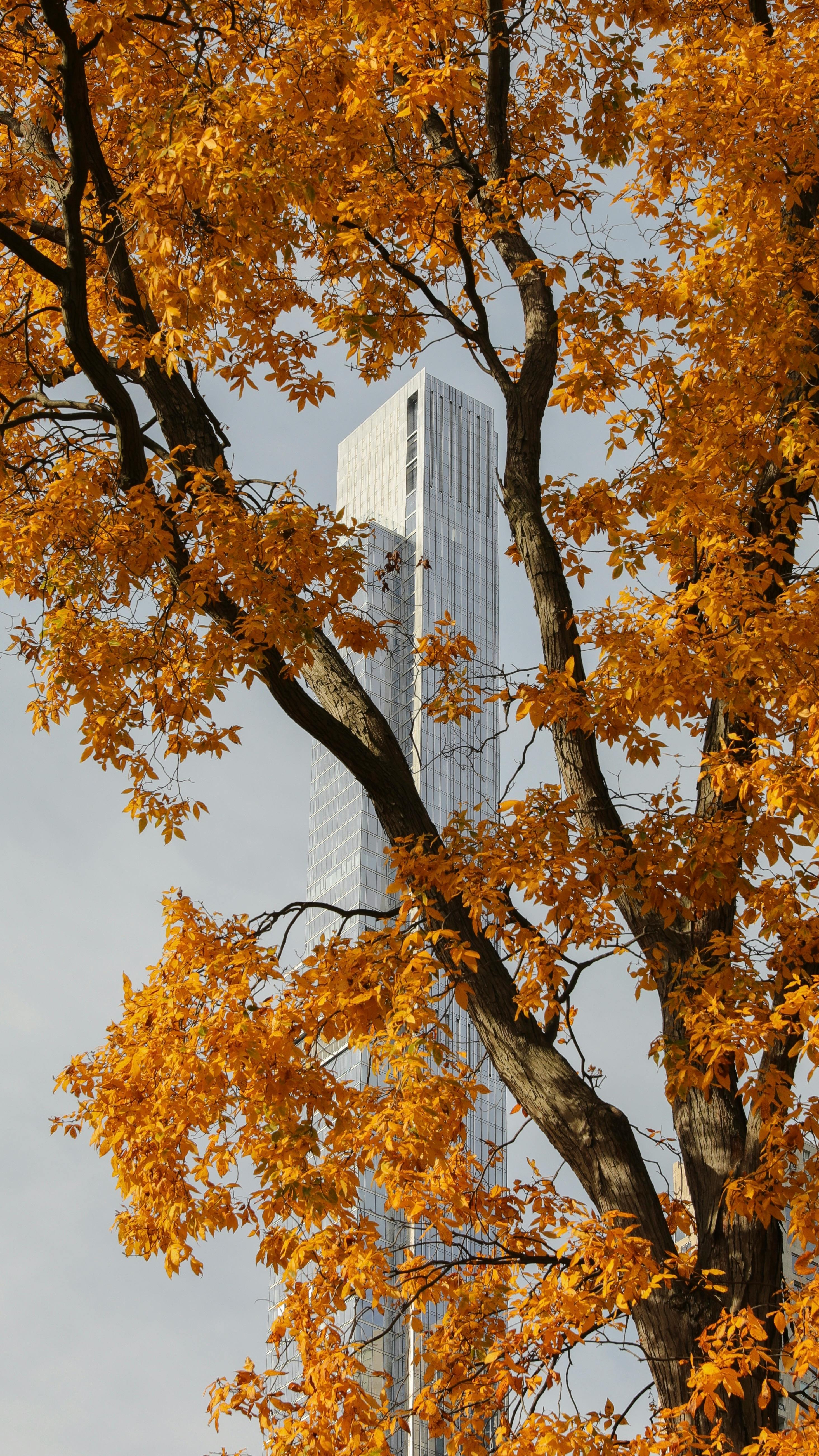 A tall building is seen through vibrant autumn leaves, creating a striking seasonal contrast.