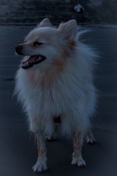 A fluffy Pomeranian dog stands outdoors on a cool, cloudy day, looking lively and playful.