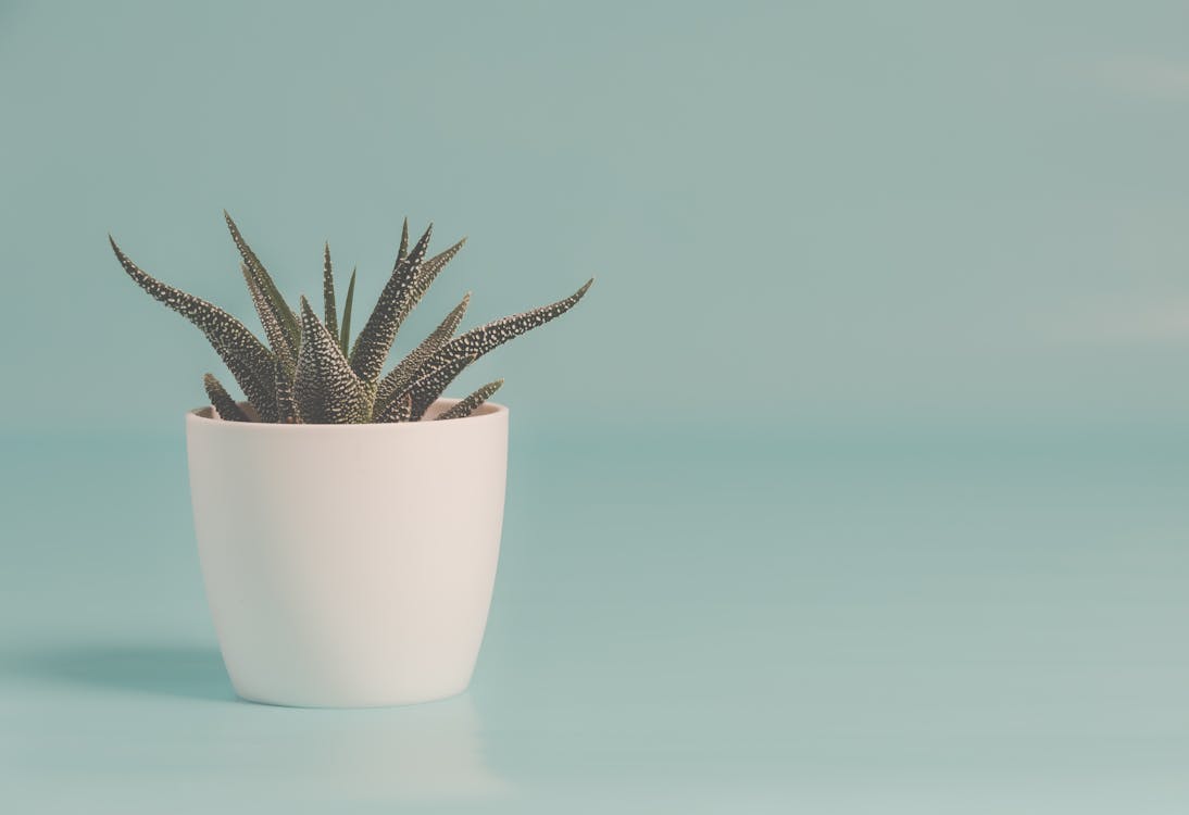 Green Snake Plant on White Ceramic Pot