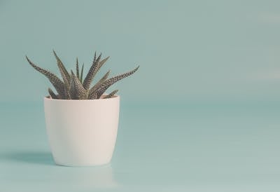 Garden design service
