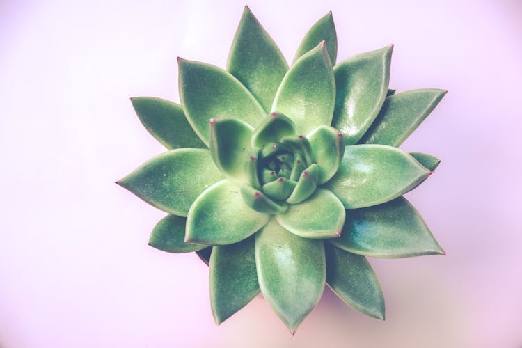 Green Succulent Plant