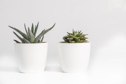 Aloe Vera E Planta Suculenta Em Vaso De Cerâmica Branca