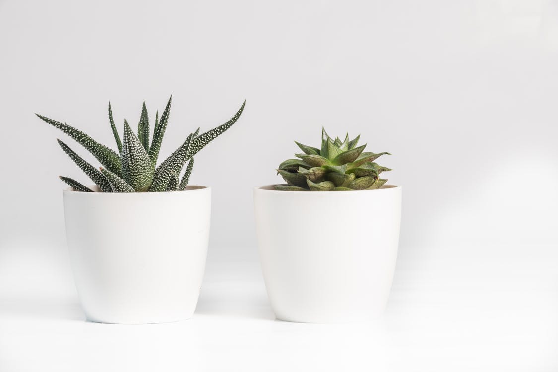 Aloe Vera and Succulent Plant in White Ceramic Pot