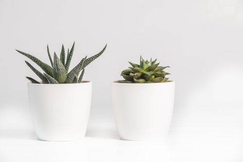 Free Elegant display of two succulent plants in minimalist white pots on a white background. Stock Photo