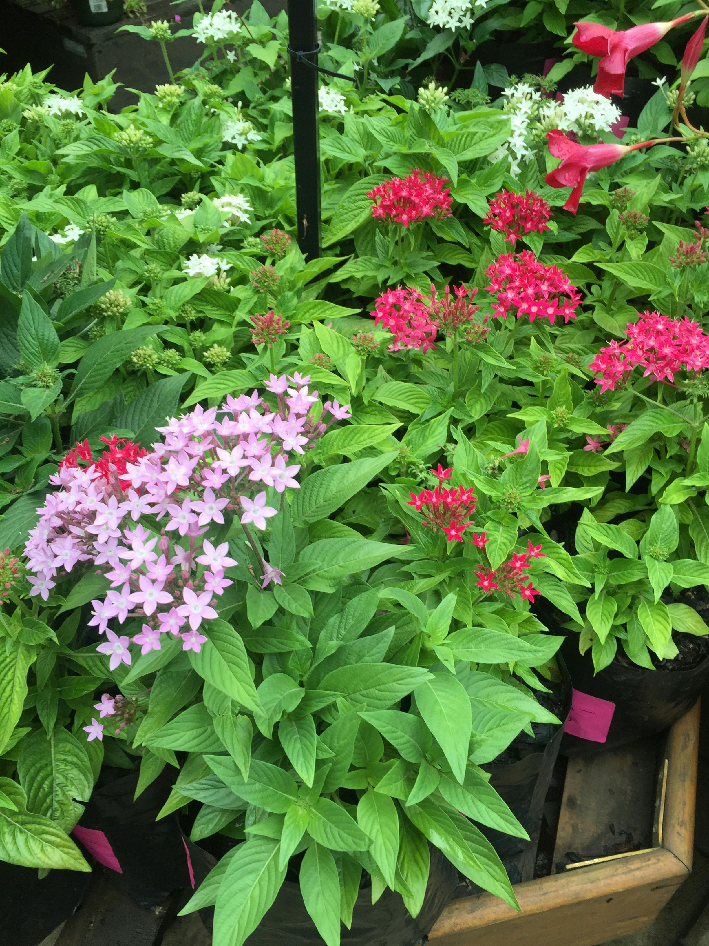 Image of a child dreaming