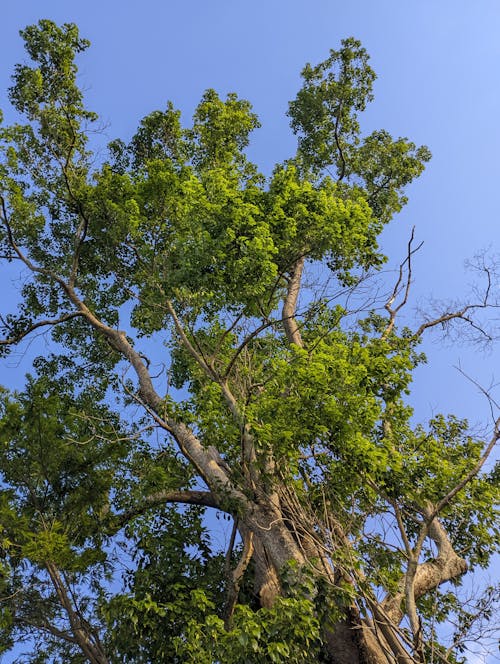 Fotobanka s bezplatnými fotkami na tému modrá obloha, podhľad, zelený strom