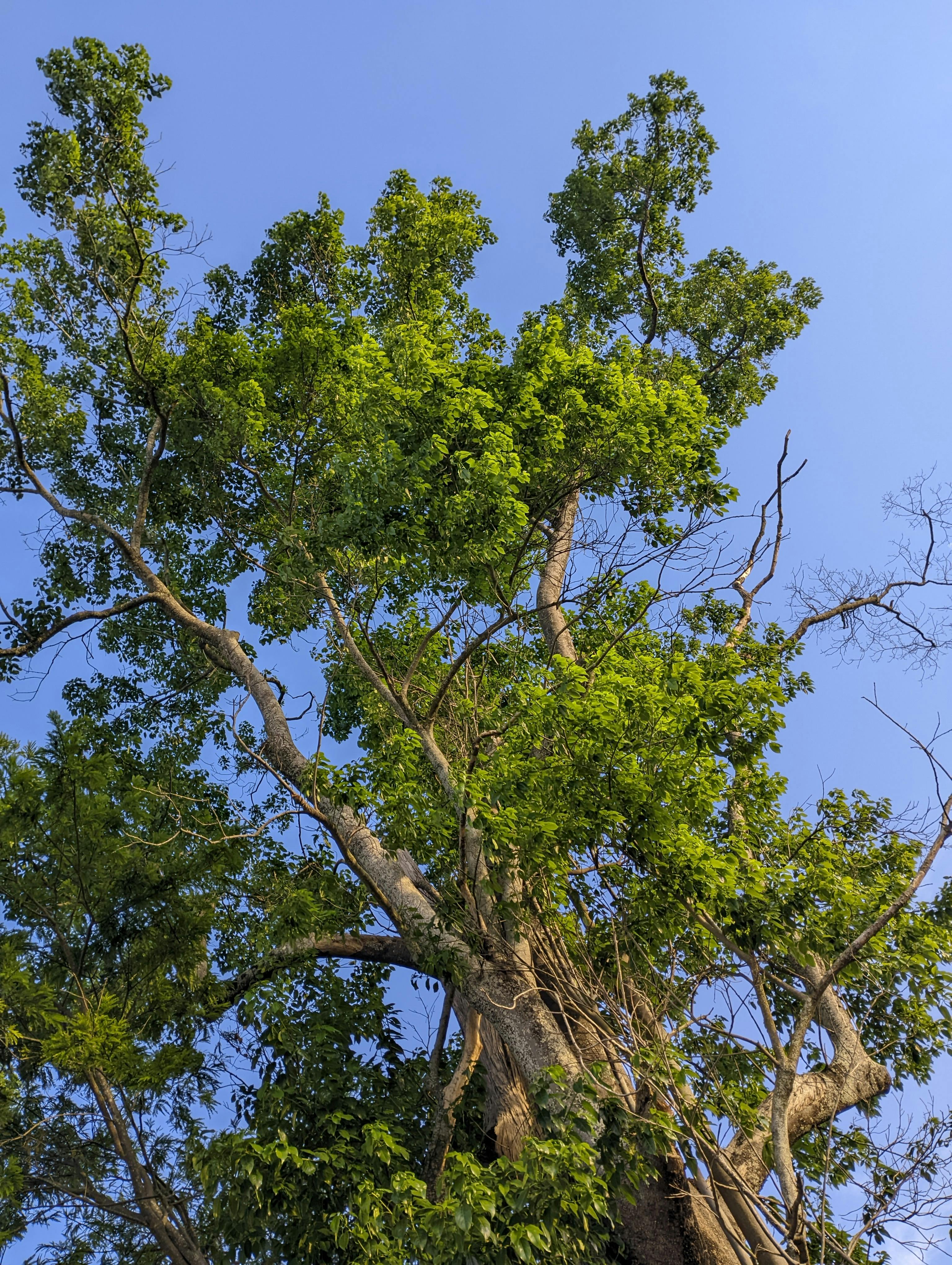 banuyo tree