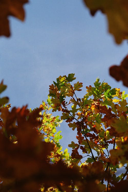 Gratis lagerfoto af blå himmel, efterår, efterårsfarver