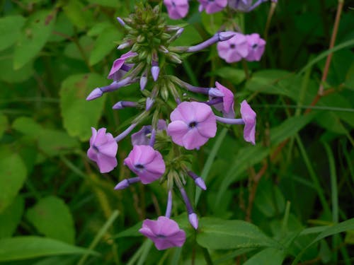 Free stock photo of flower, green, nature