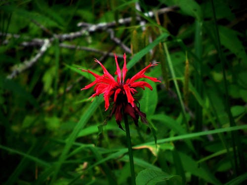 Free stock photo of flower, green, nature