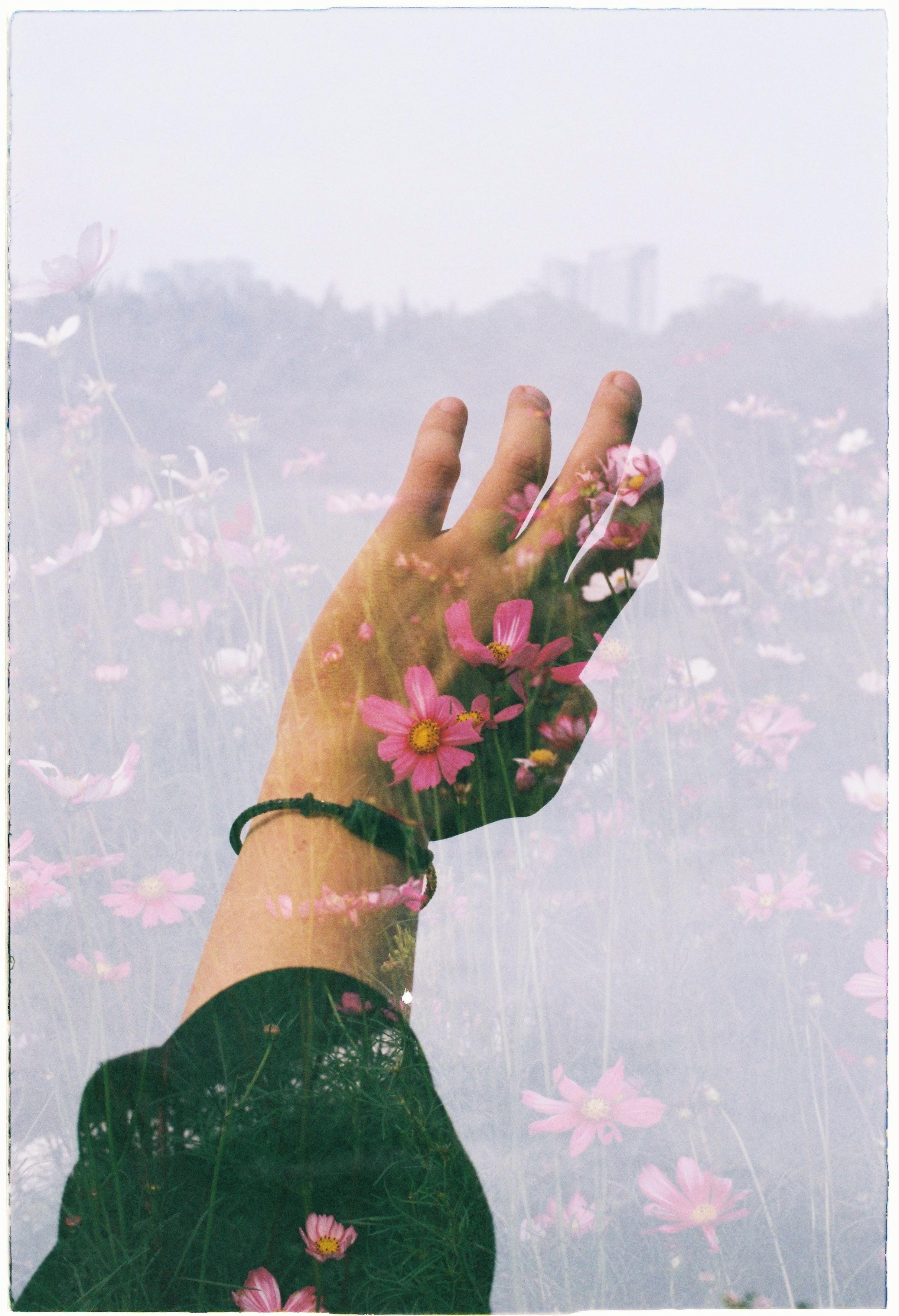 A hand gracefully reaching through layers of vibrant pink flowers, creating a dreamy and serene landscape.