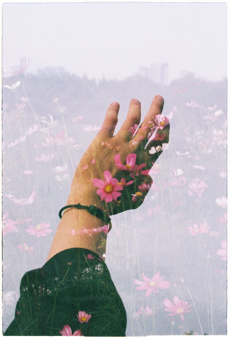 Woman Hand And Meadow, Two Layers Combined Photo