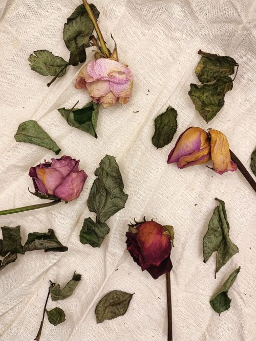 Free A flat lay of dried roses and leaves on white fabric, showcasing natural textures. Stock Photo