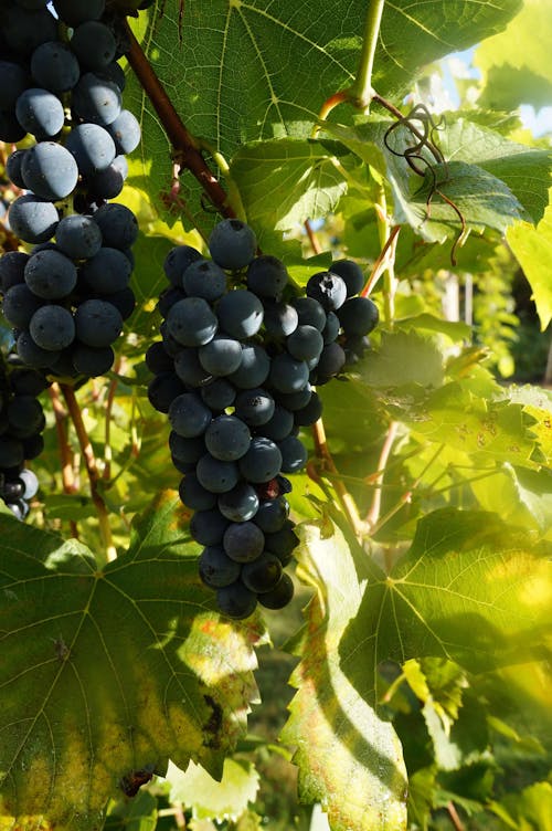 Close-up of Dark Grapes on a Grapevine 