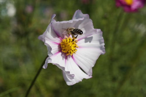 Gratis lagerfoto af bi, blomst, gård