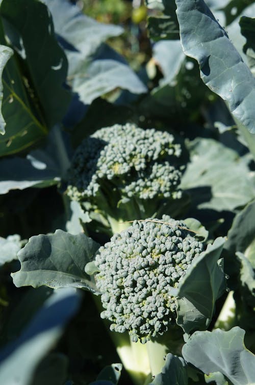 Gratis lagerfoto af broccoli, gård, gårdslivet