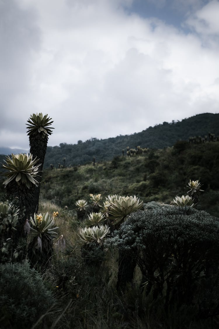 Frailejon Paramo 