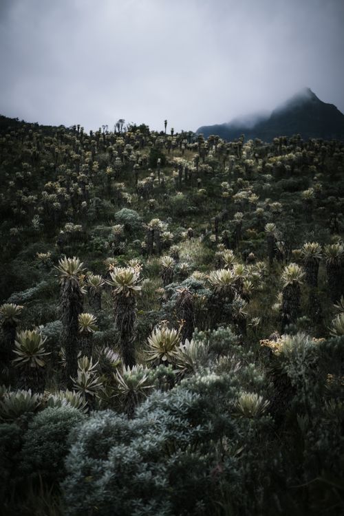 Free A misty mountain landscape featuring a dense field of Frailejones plants. Stock Photo