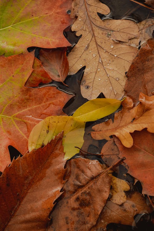 Close-up of Wet Yellow Leaves on the Ground 