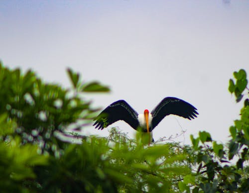 Free stock photo of birds of paradise, crane, jungle