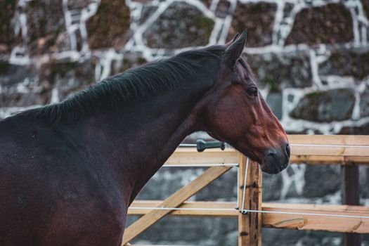Close-Up Shot of a Horse 