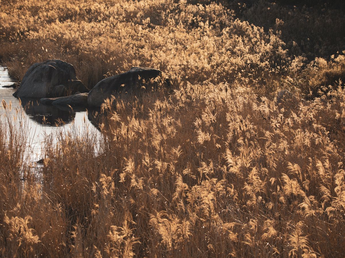 8 Day Pilates and Safari Retreat in Botswana, Africa 2